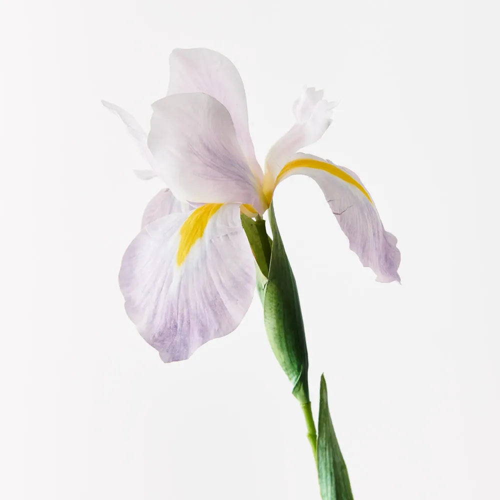 Floral Interiors Dutch Iris Lavender