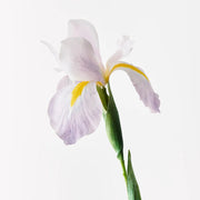 Floral Interiors Dutch Iris Lavender