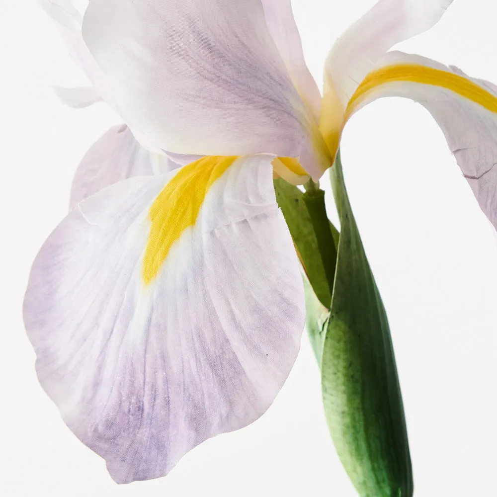 Floral Interiors Dutch Iris Lavender