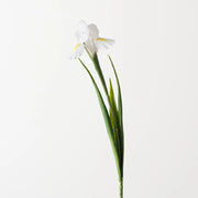 Floral Interiors Dutch Iris White