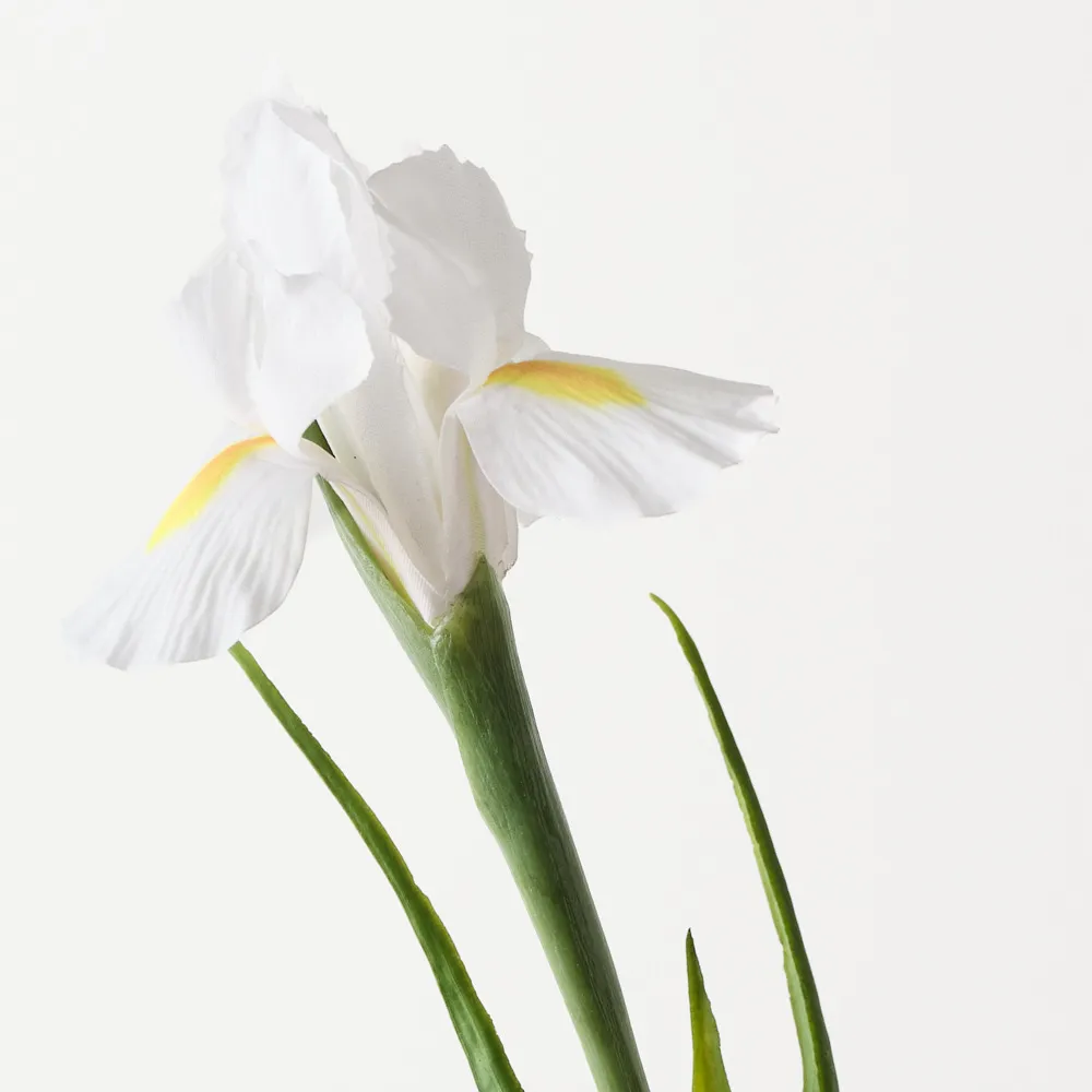 Floral Interiors Dutch Iris White
