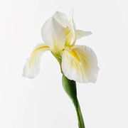Floral Interiors Dutch Iris White Yellow