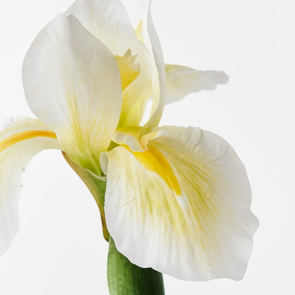 Floral Interiors Dutch Iris White Yellow