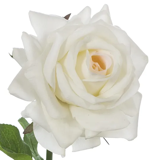 Floral Interiors Hannah Rose Ivory