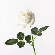 Floral Interiors Kim Rose White