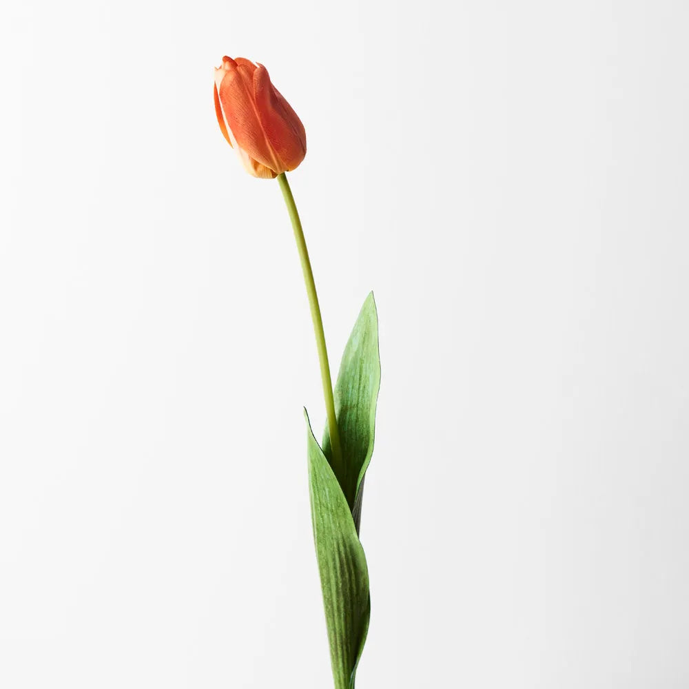 Floral Interiors Tulip Orange