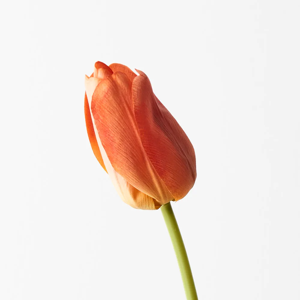 Floral Interiors Tulip Orange