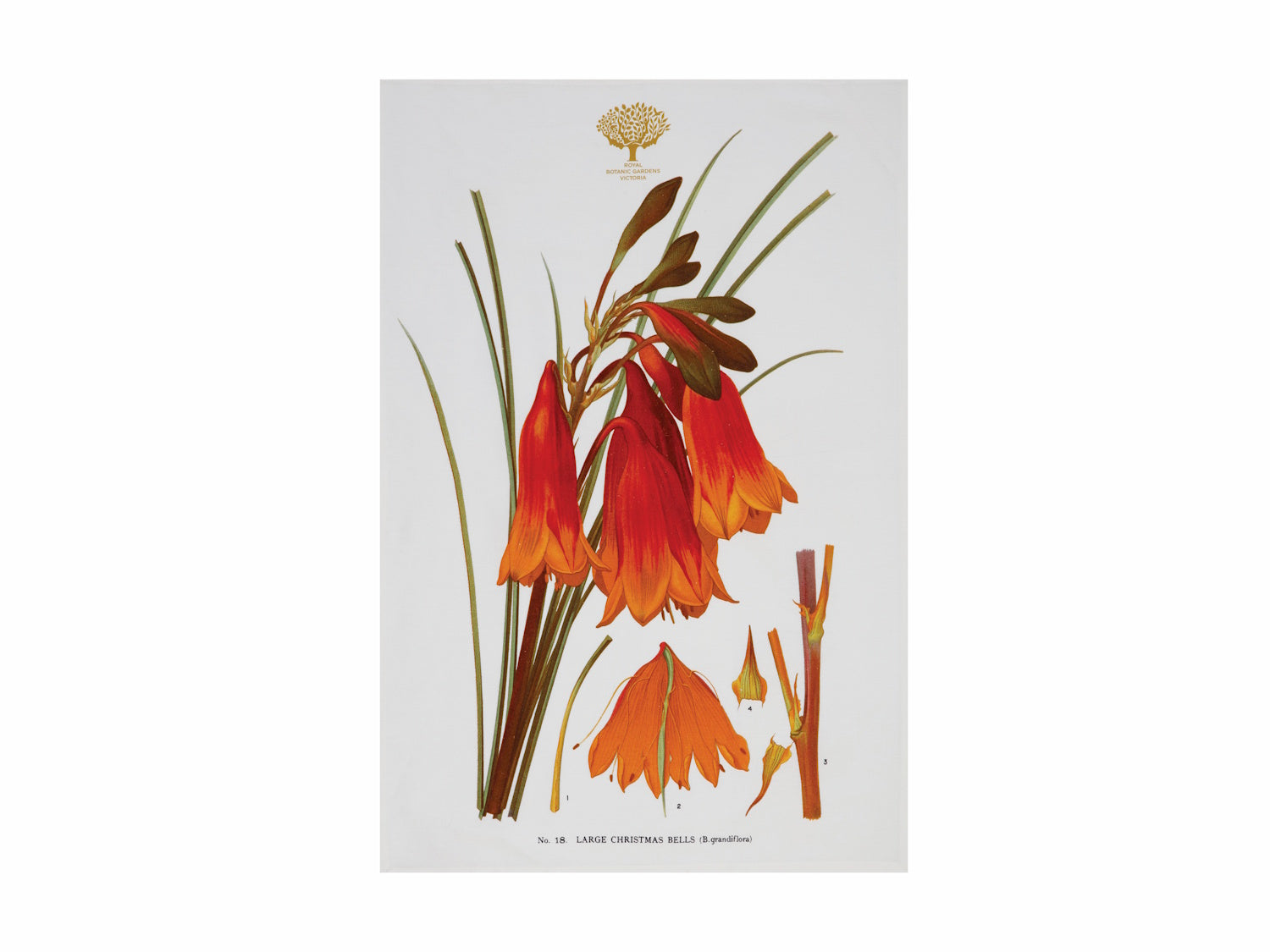 Maxwell & Williams Royal Botanic Gardens Australian Botanics Tea Towel 50x70cm Christmas Bells
