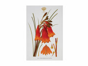 Maxwell & Williams Royal Botanic Gardens Australian Botanics Tea Towel 50x70cm Christmas Bells