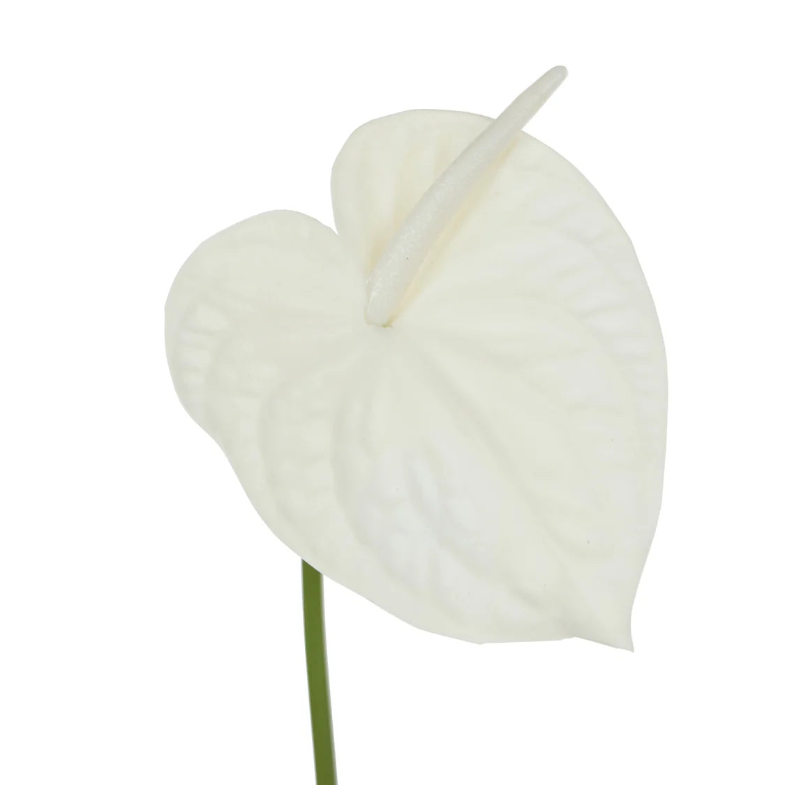 Rogue Anthurium Stem White