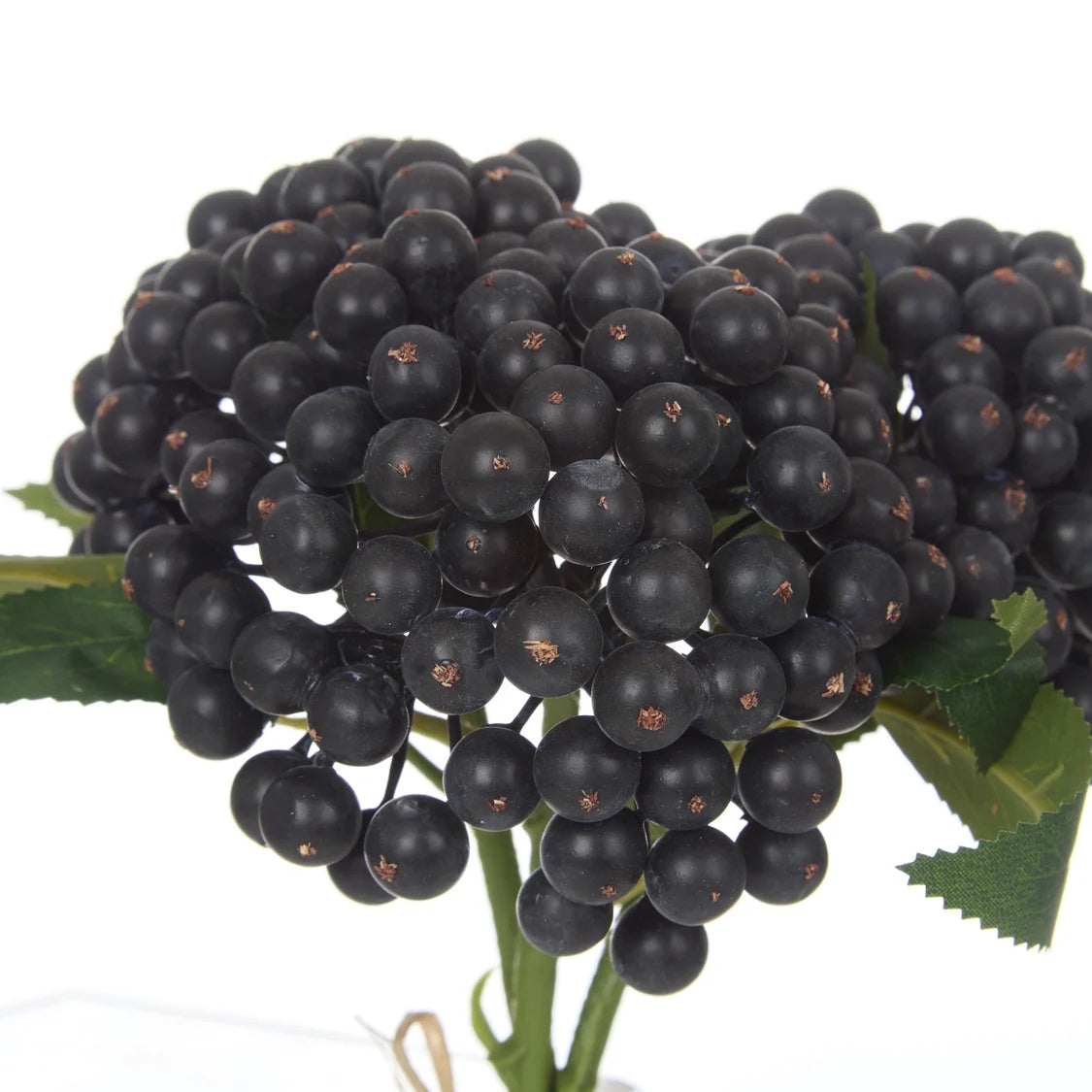 Rogue Blueberry Bunch Purple