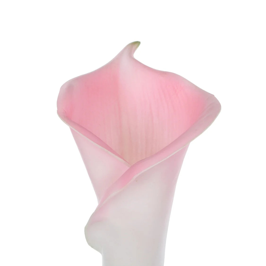 Rogue Calla Lily Stem Pink