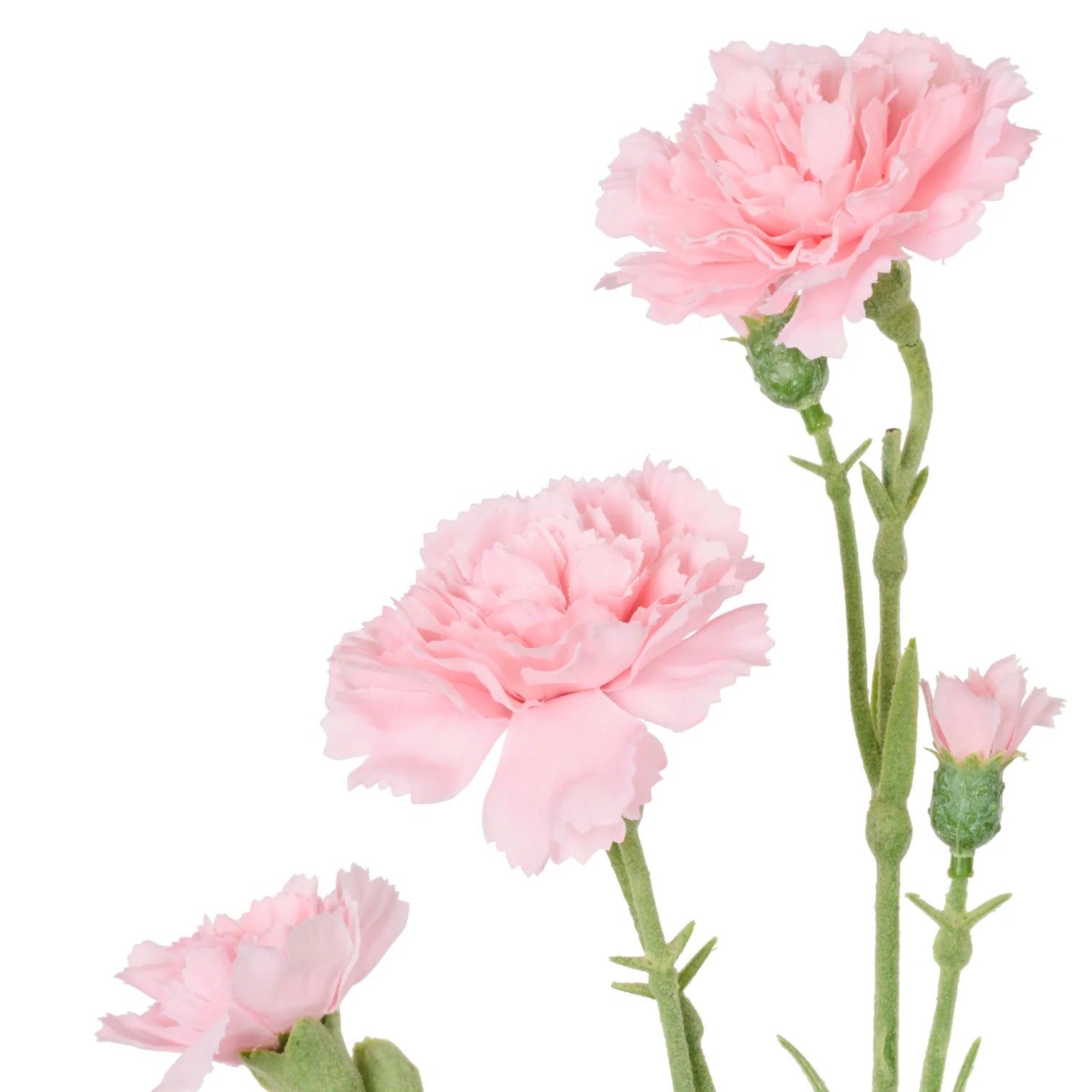 Rogue Carnation Spray Light Pink