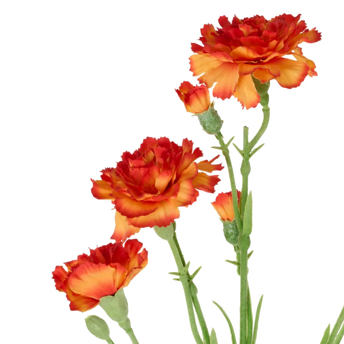 Rogue Carnation Spray Orange