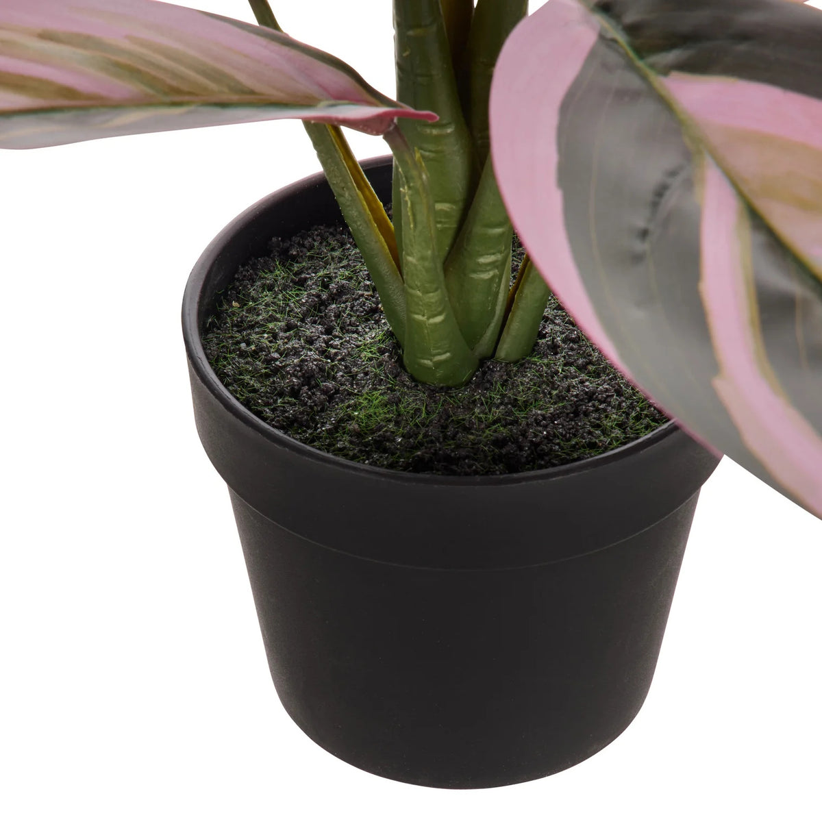 Rogue Cordyline Garden Pot Multi-Coloured
