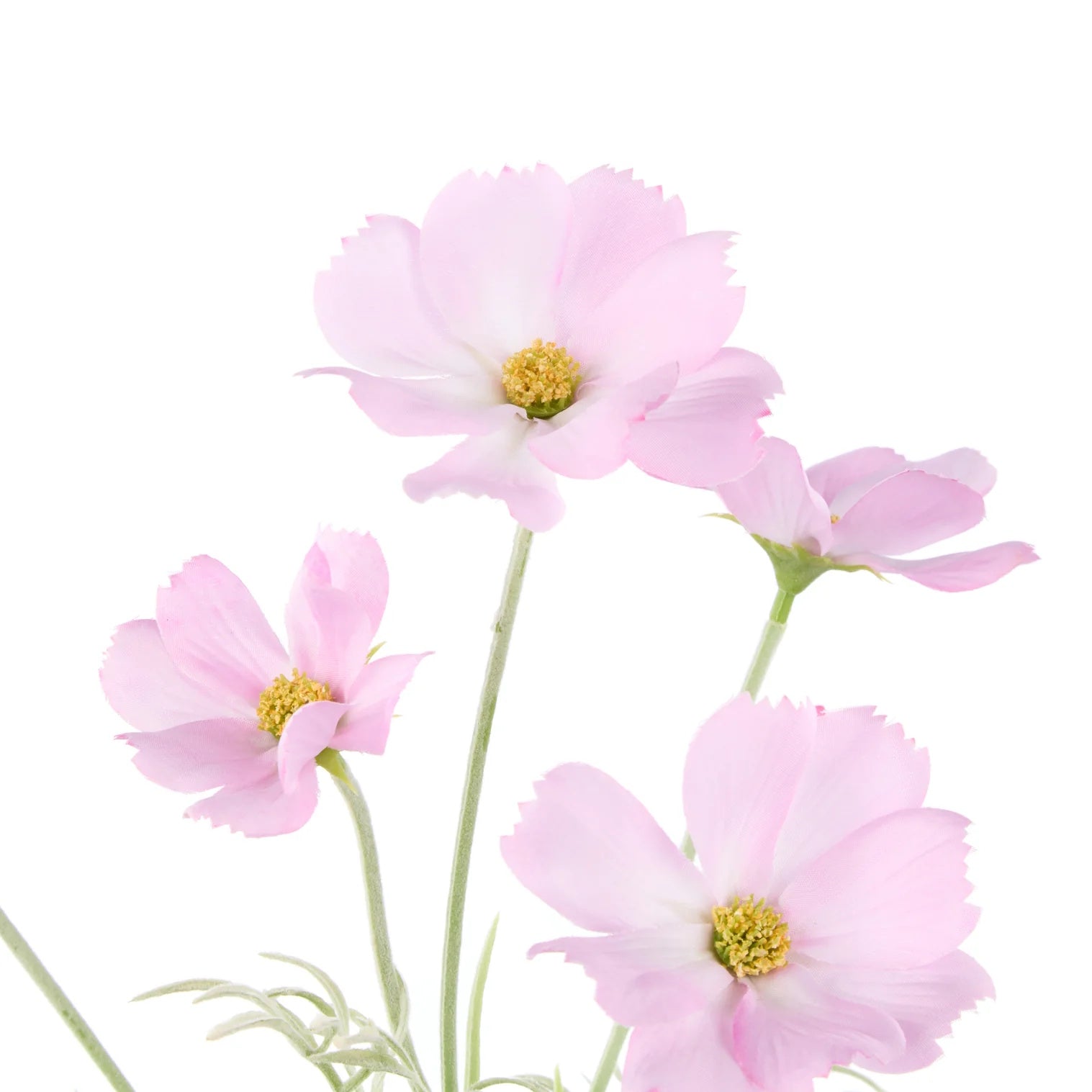Rogue Cosmos Flower Spray Light Pink