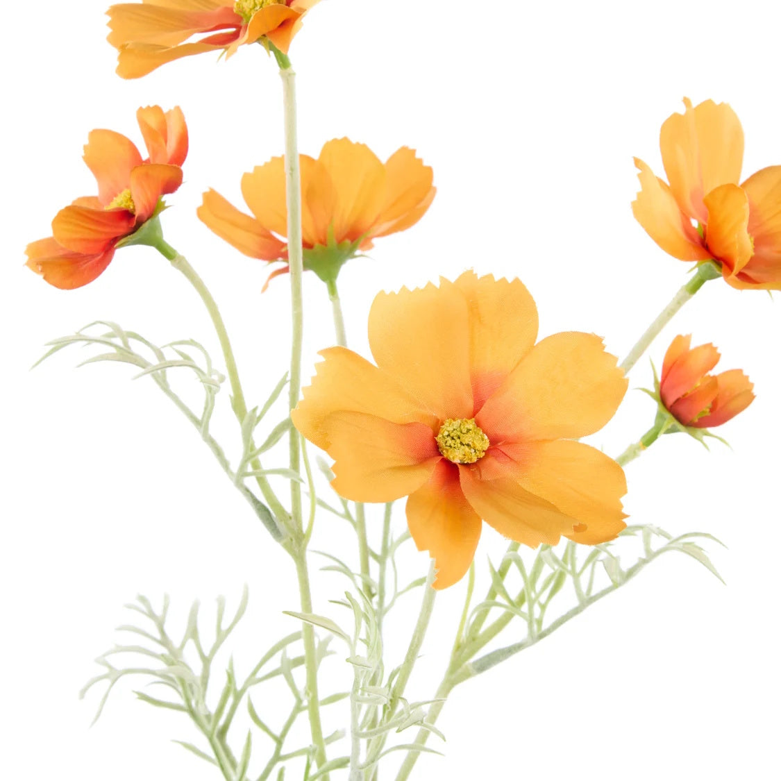 Rogue Cosmos Flower Spray Orange