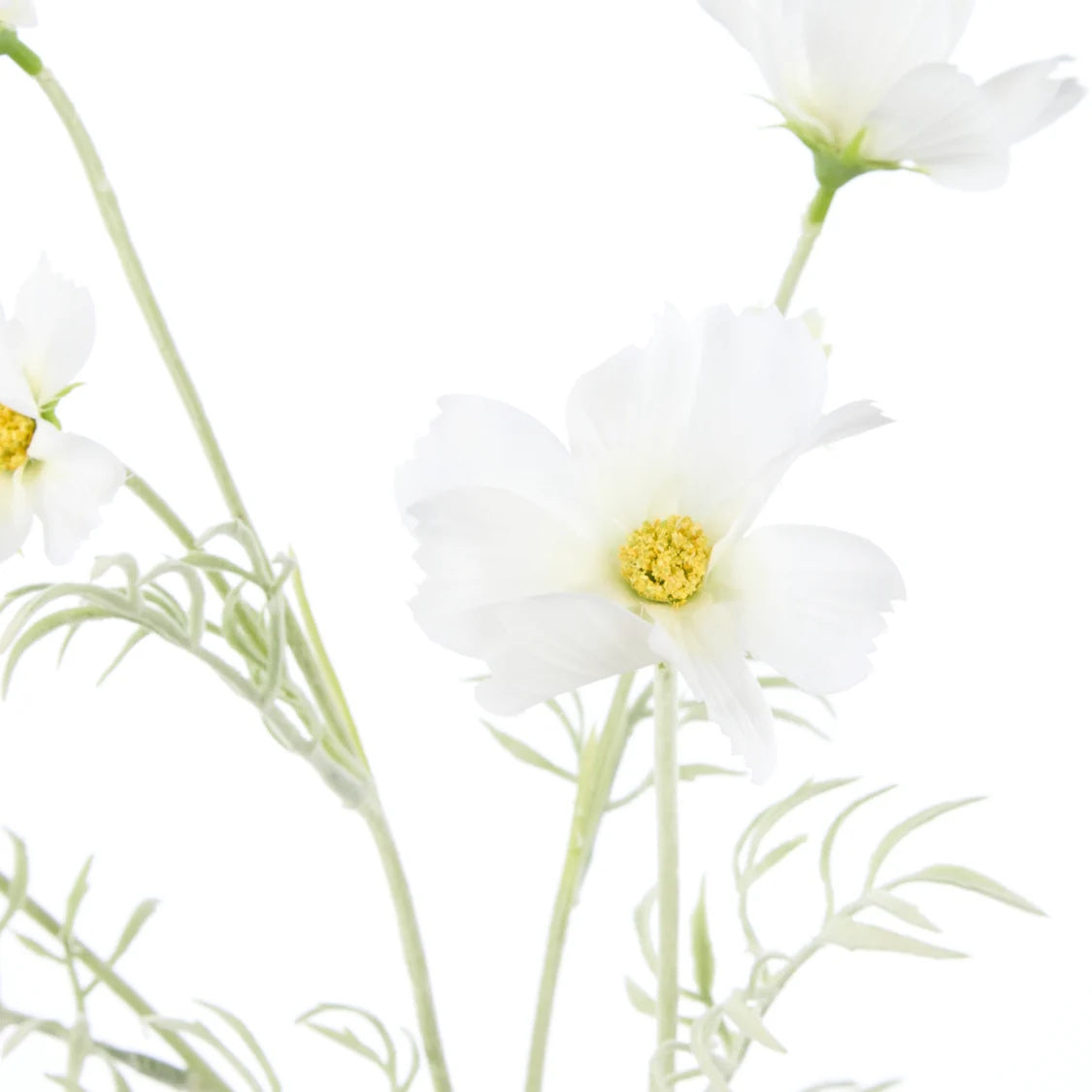 Rogue Cosmos Flower Spray White