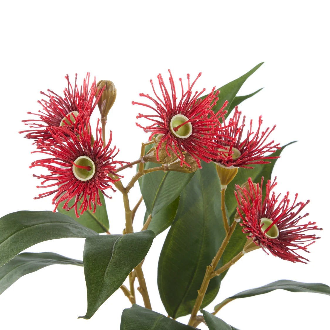 Rogue Eucalyptus Flower Spray Red