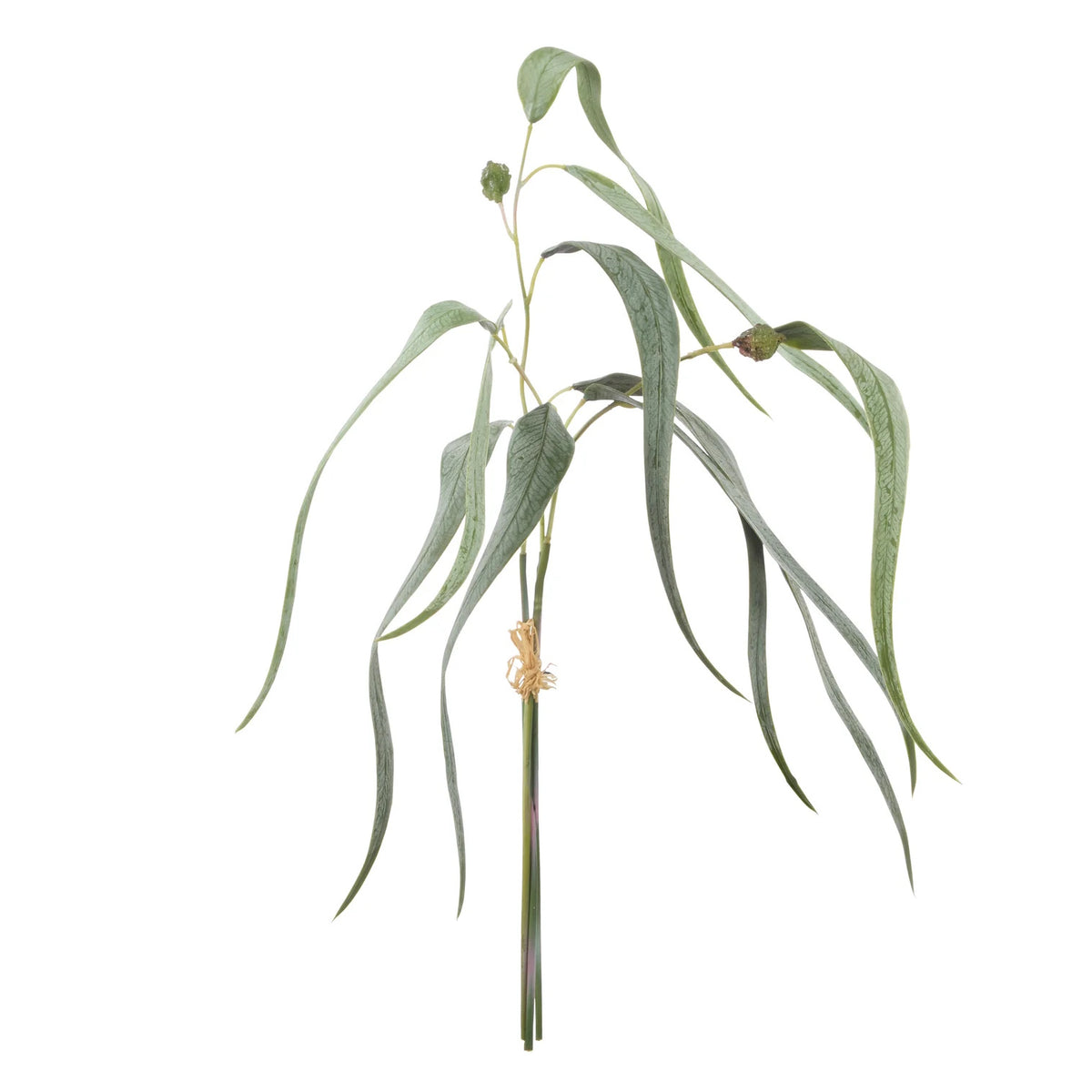 Rogue Eucalyptus Gumnut Bunch Green