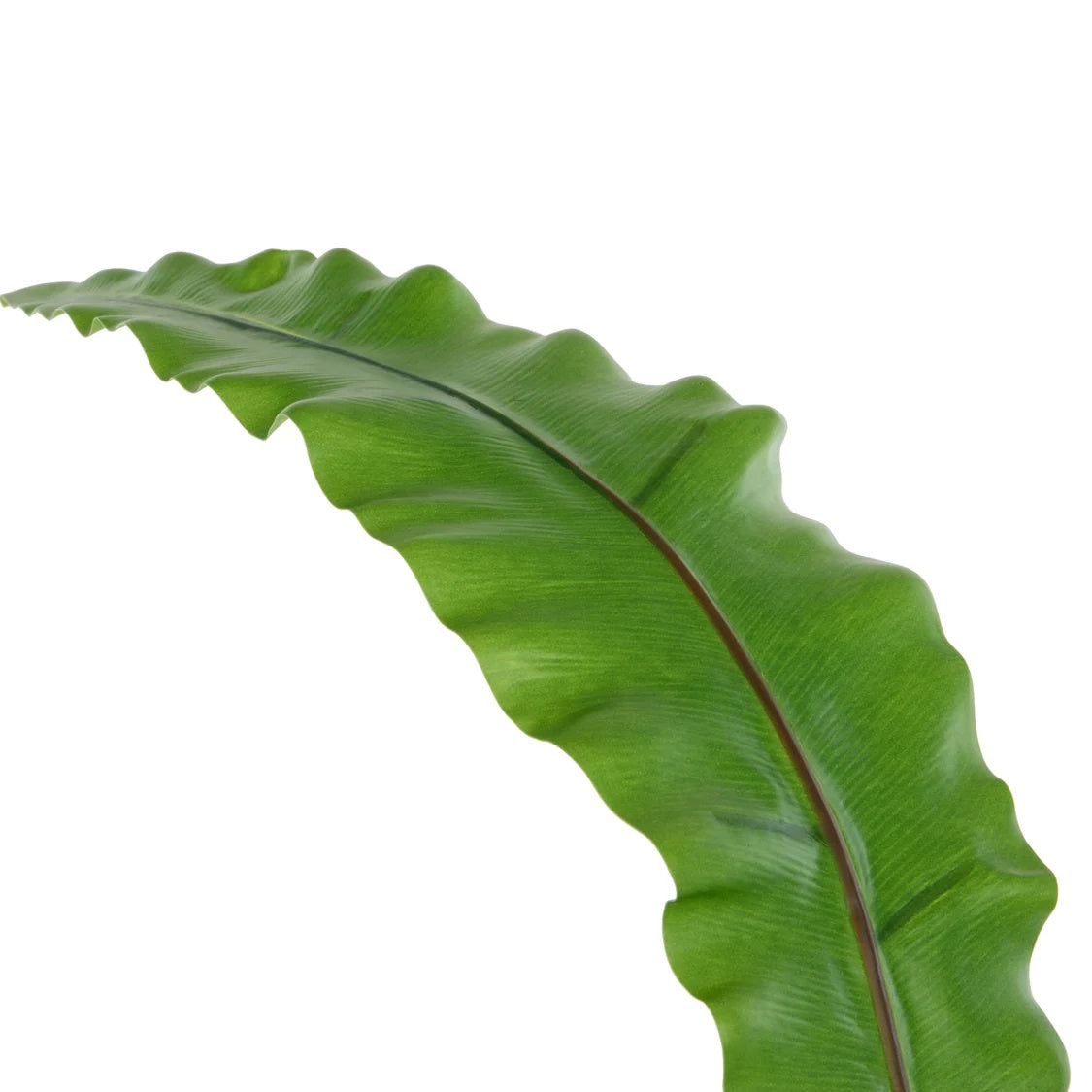 Rogue Fern Leaf Green