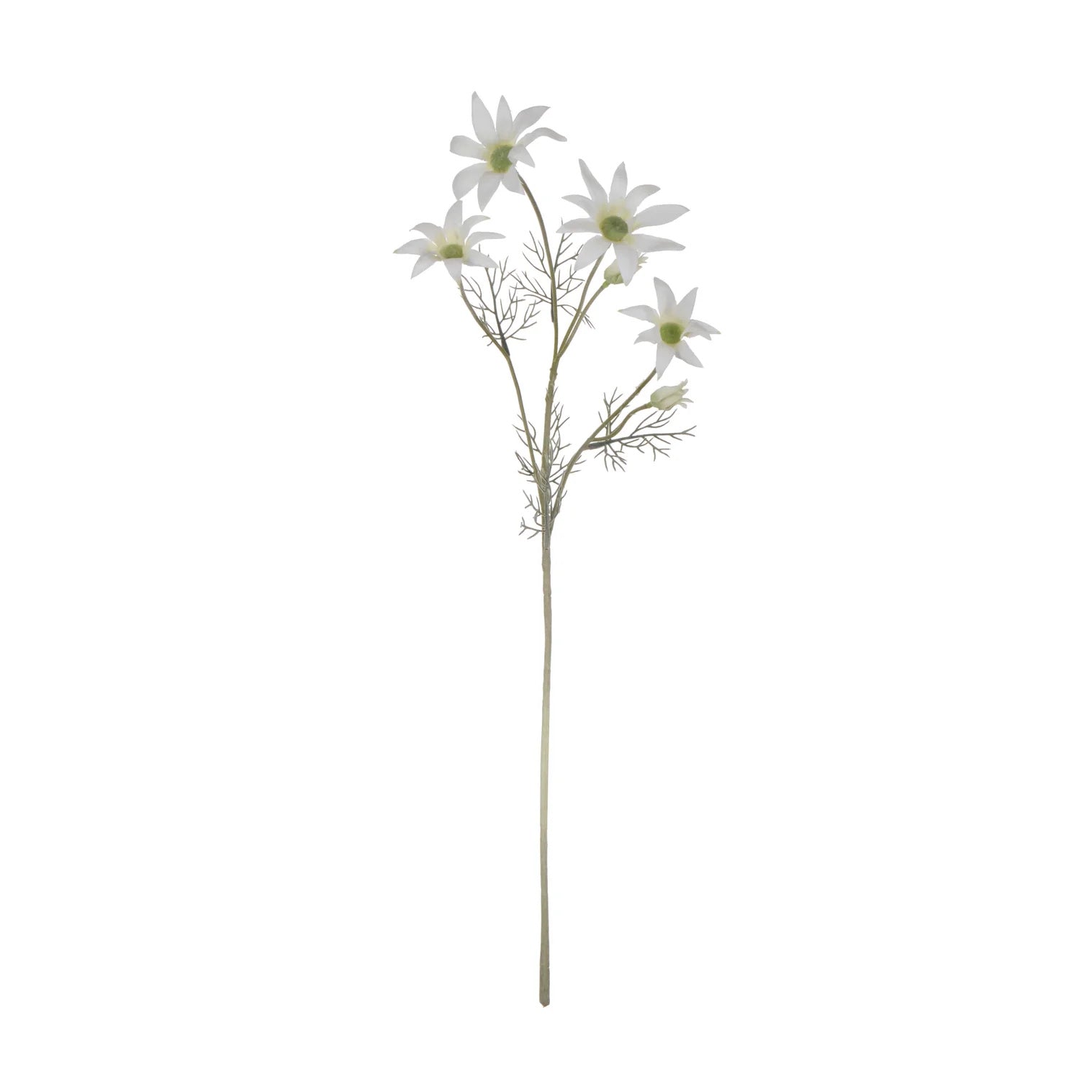 Rogue Flannel Flower Cream