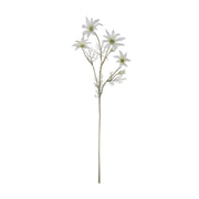 Rogue Flannel Flower Cream