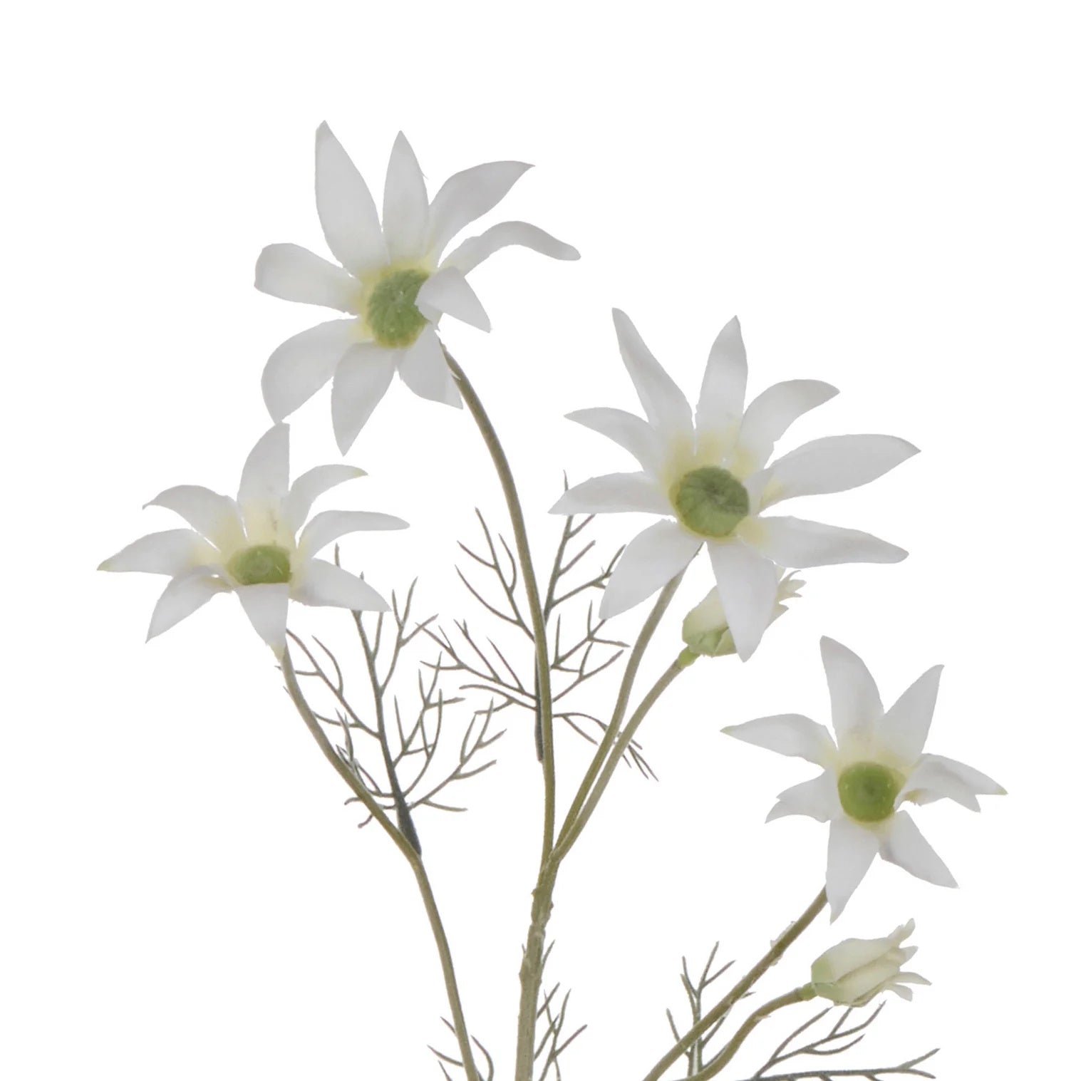 Rogue Flannel Flower Cream
