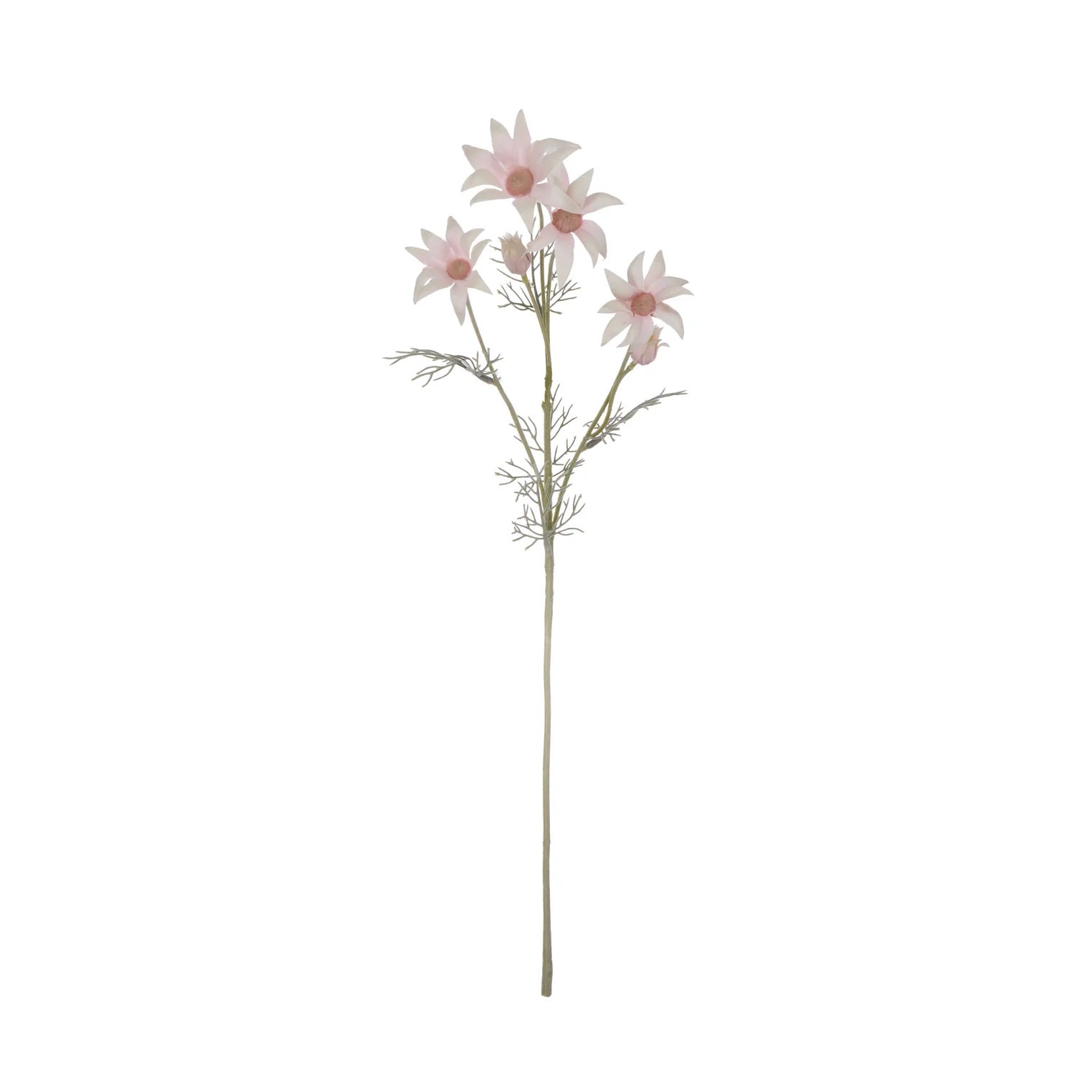 Rogue Flannel Flower Pink