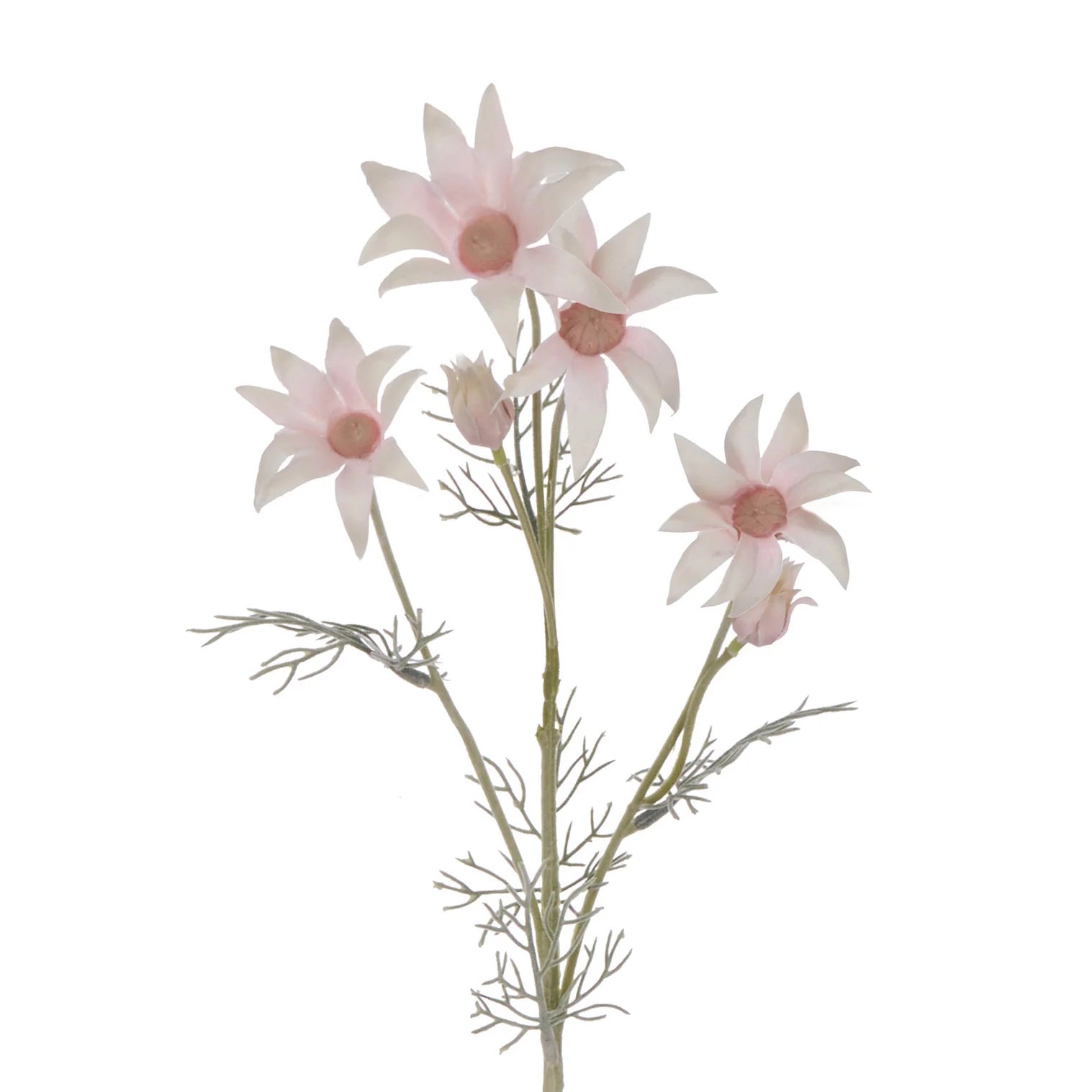 Rogue Flannel Flower Pink