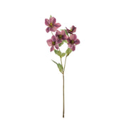 Rogue Helleborus Spray Purple