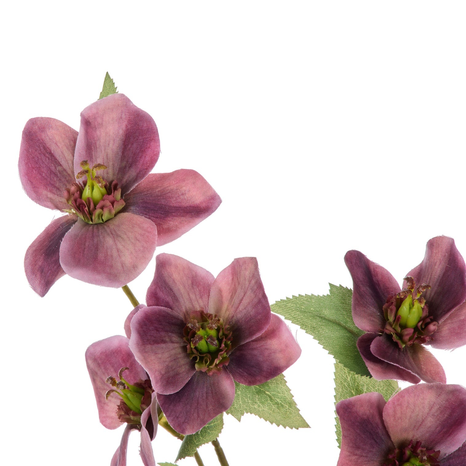 Rogue Helleborus Spray Purple