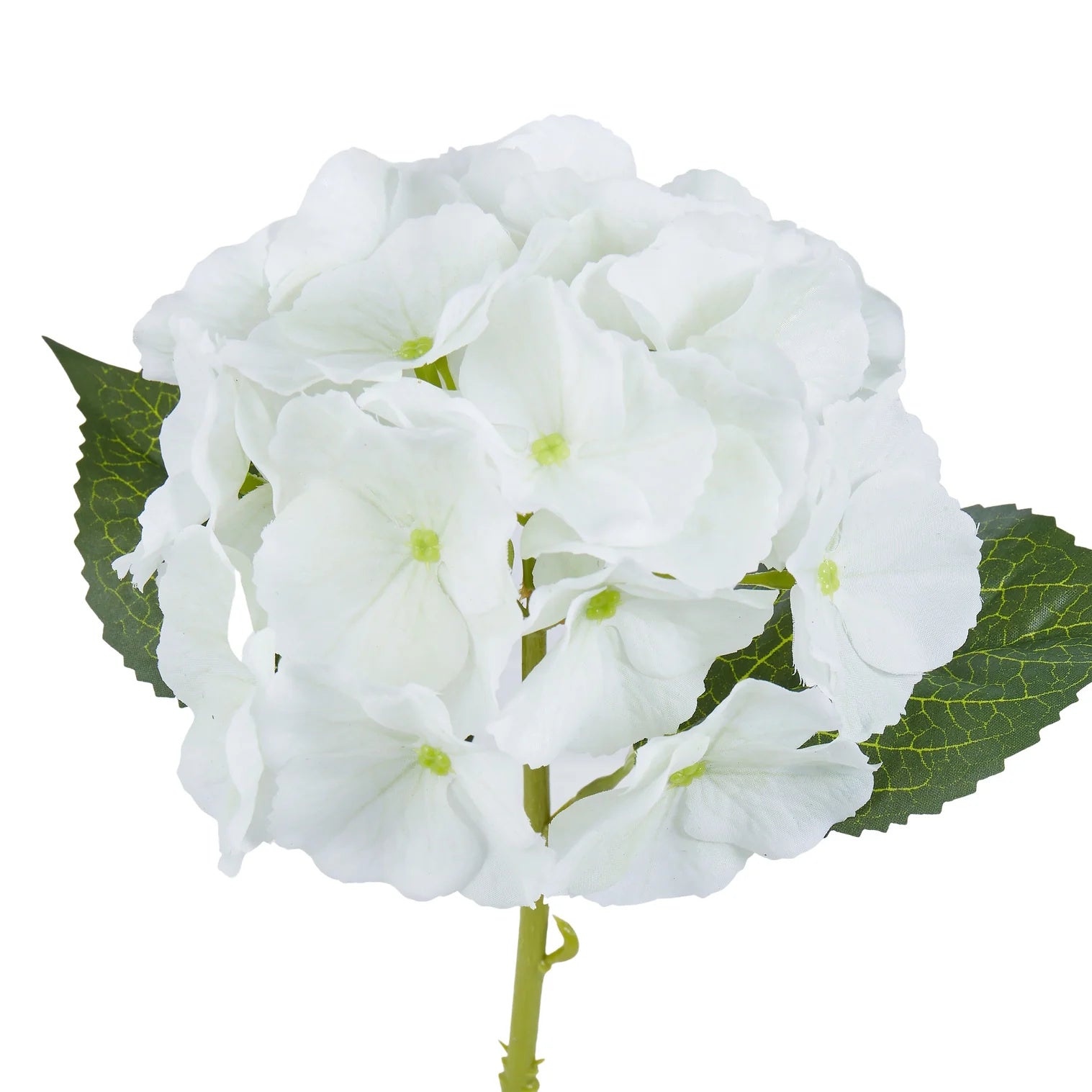 Rogue Hydrangea Evie White