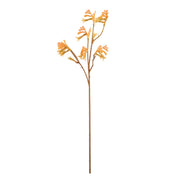 Rogue Kangaroo Paw Spray Orange