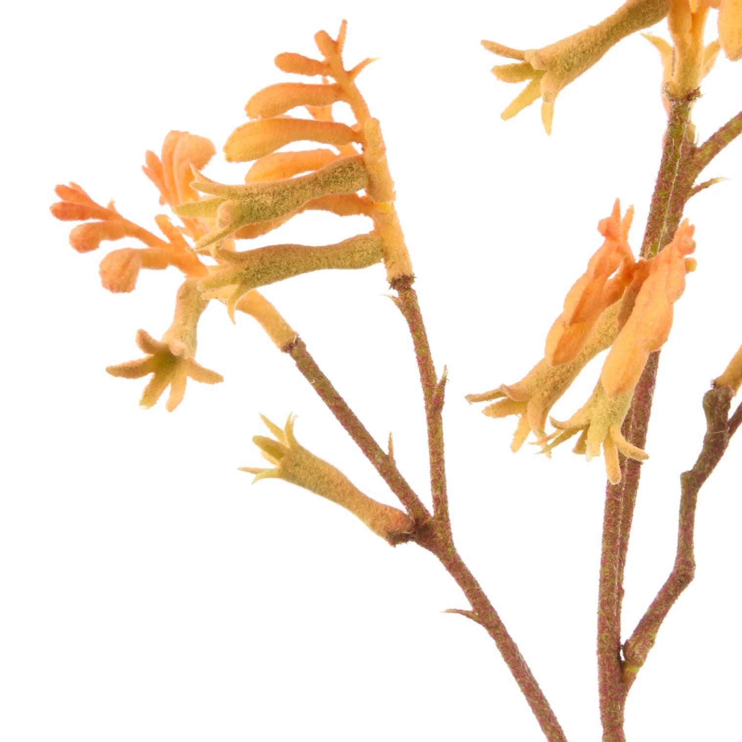 Rogue Kangaroo Paw Spray Orange