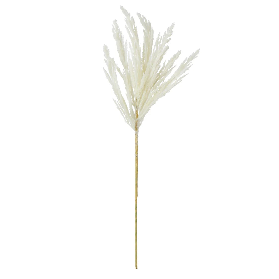 Rogue Pampas Spray Cream