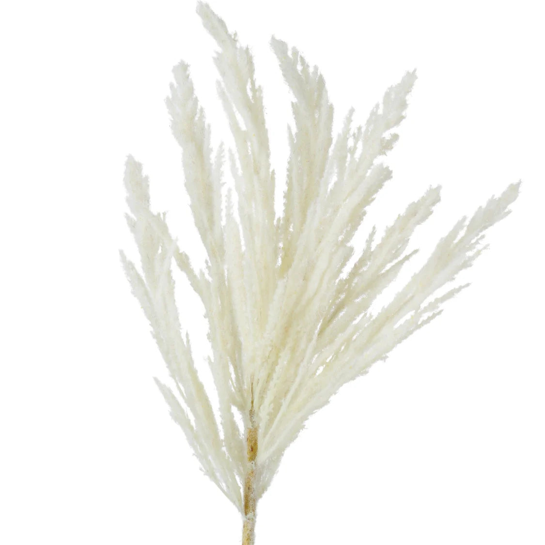 Rogue Pampas Spray Cream