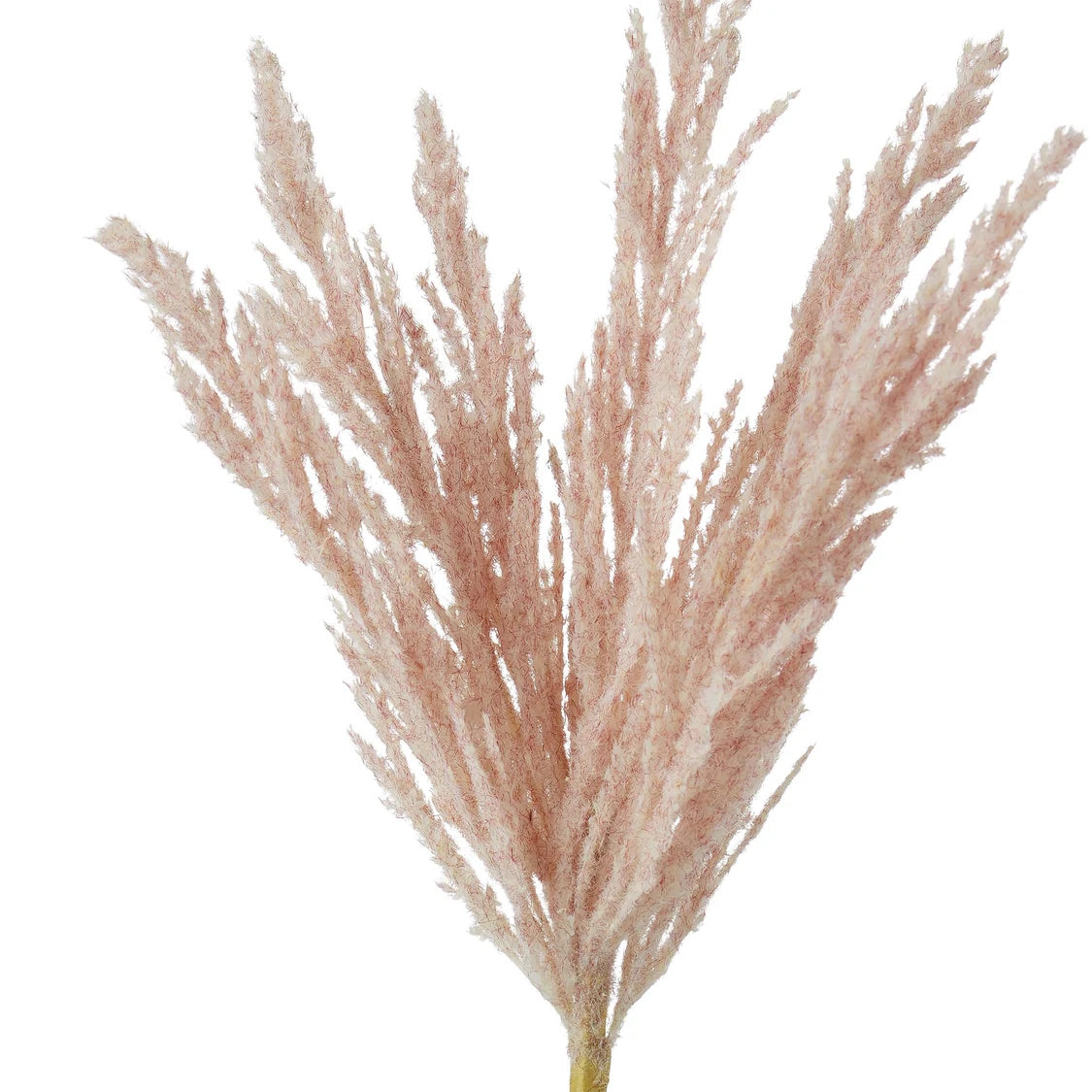 Rogue Pampas Spray Light Pink