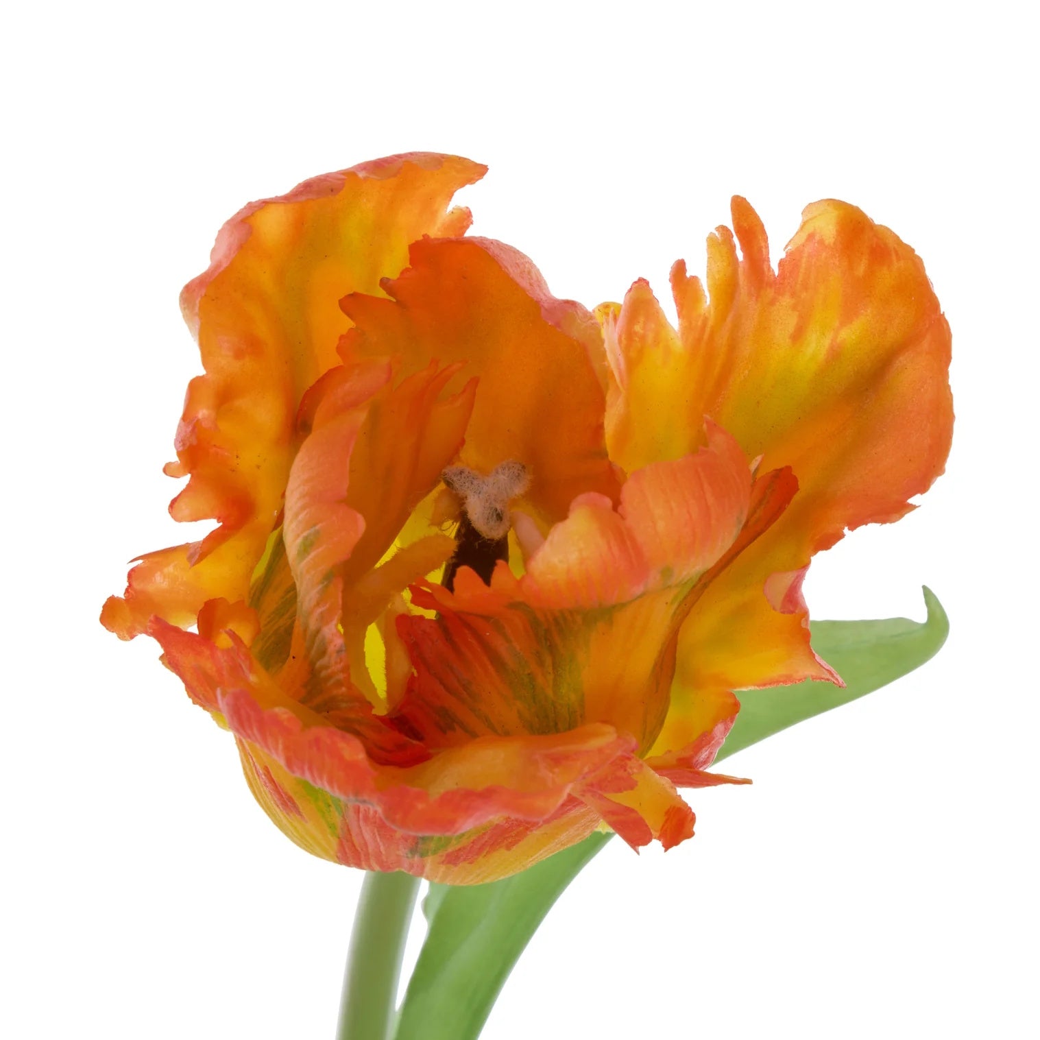 Rogue Parrot Tulip Stem Orange