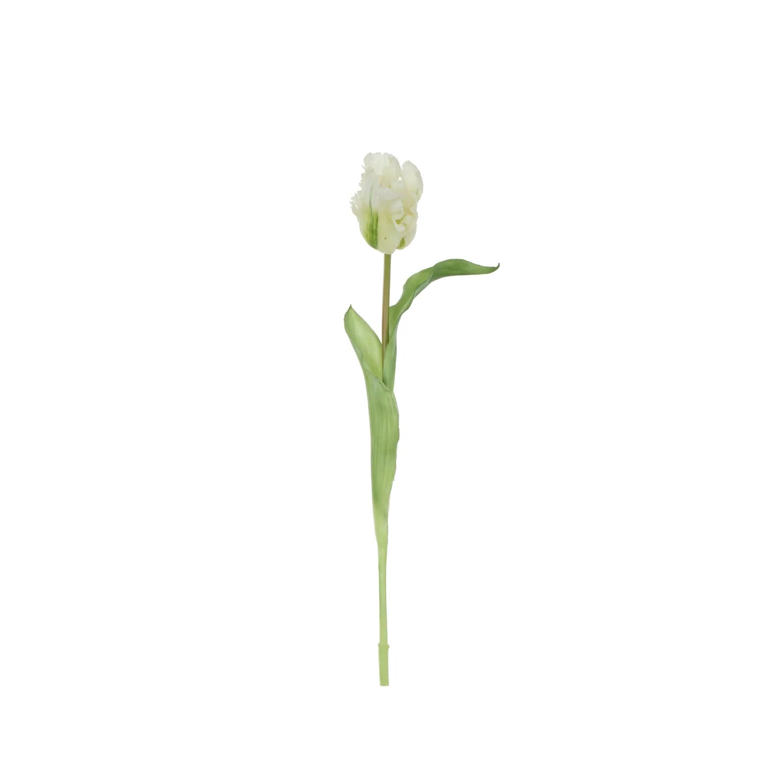 Rogue Parrot Tulip Stem White