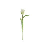 Rogue Parrot Tulip Stem White