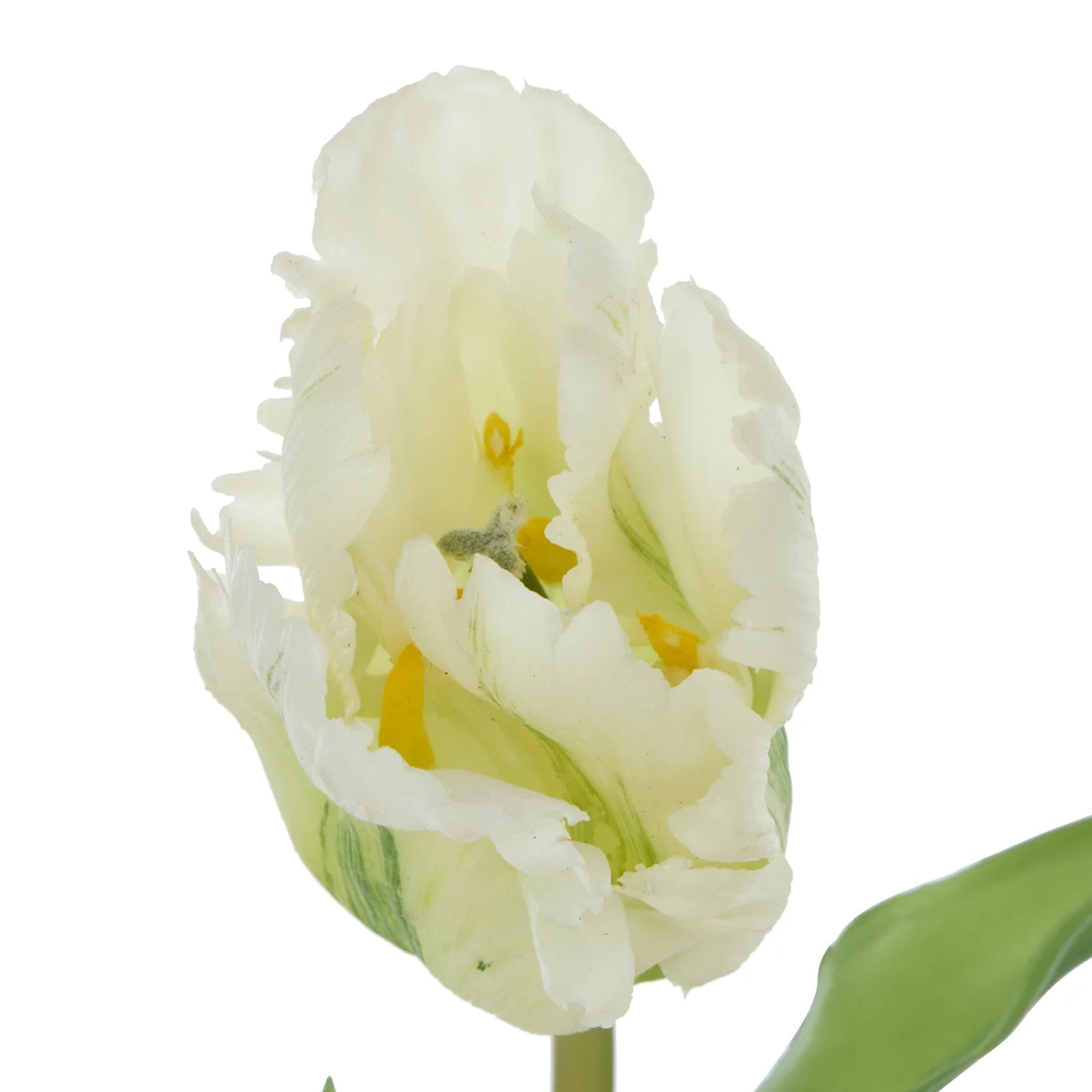 Rogue Parrot Tulip Stem White