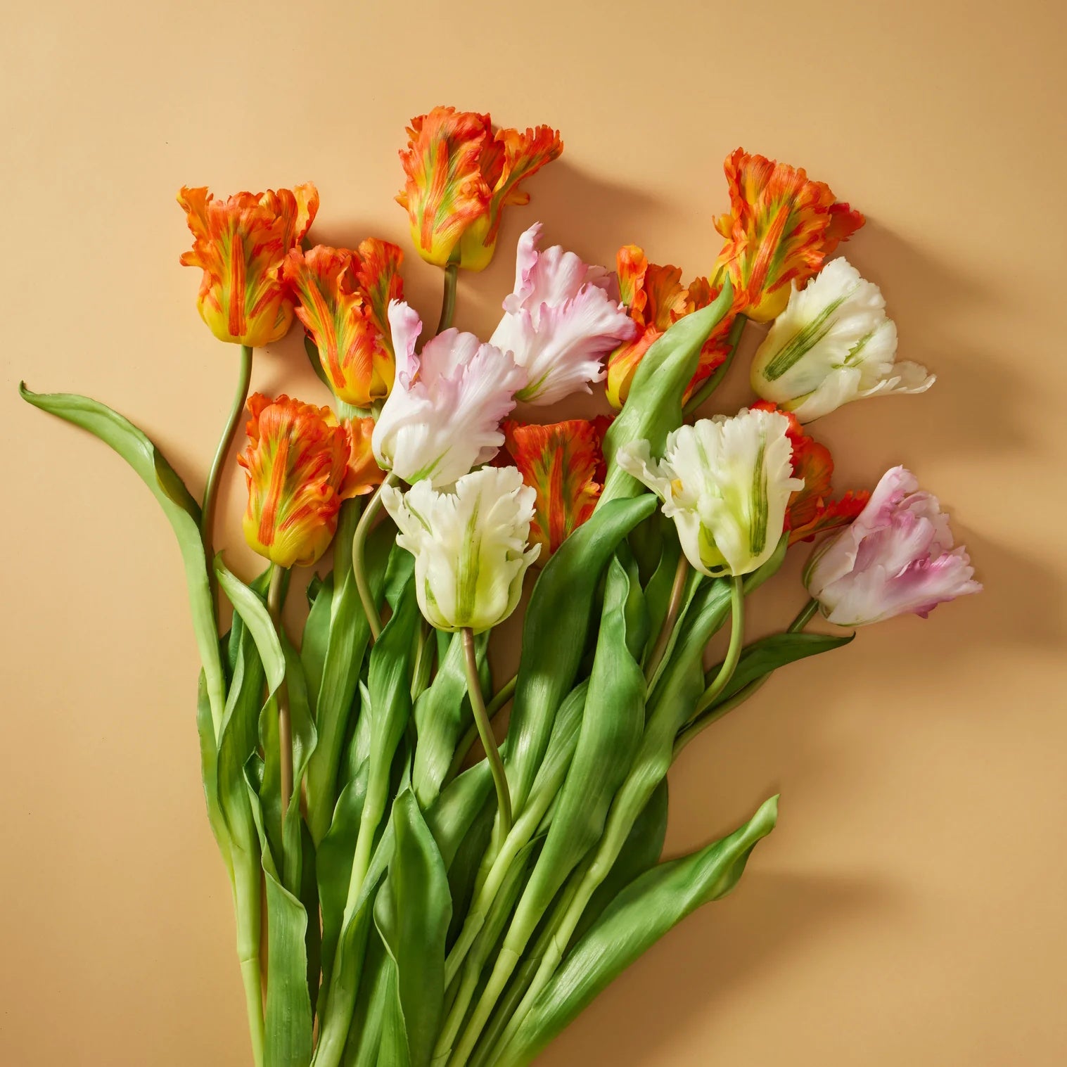 Rogue Parrot Tulip Stem White