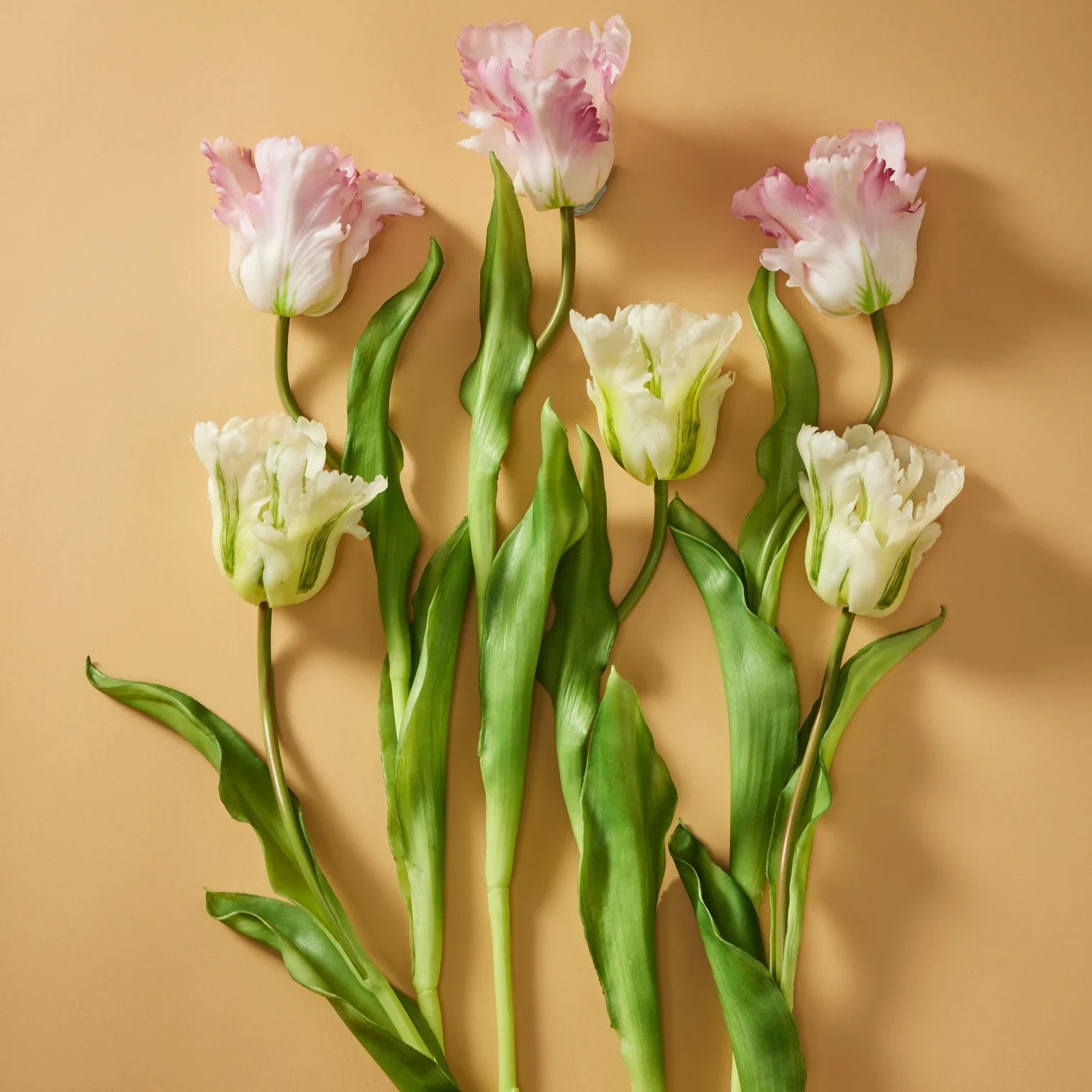 Rogue Parrot Tulip Stem White