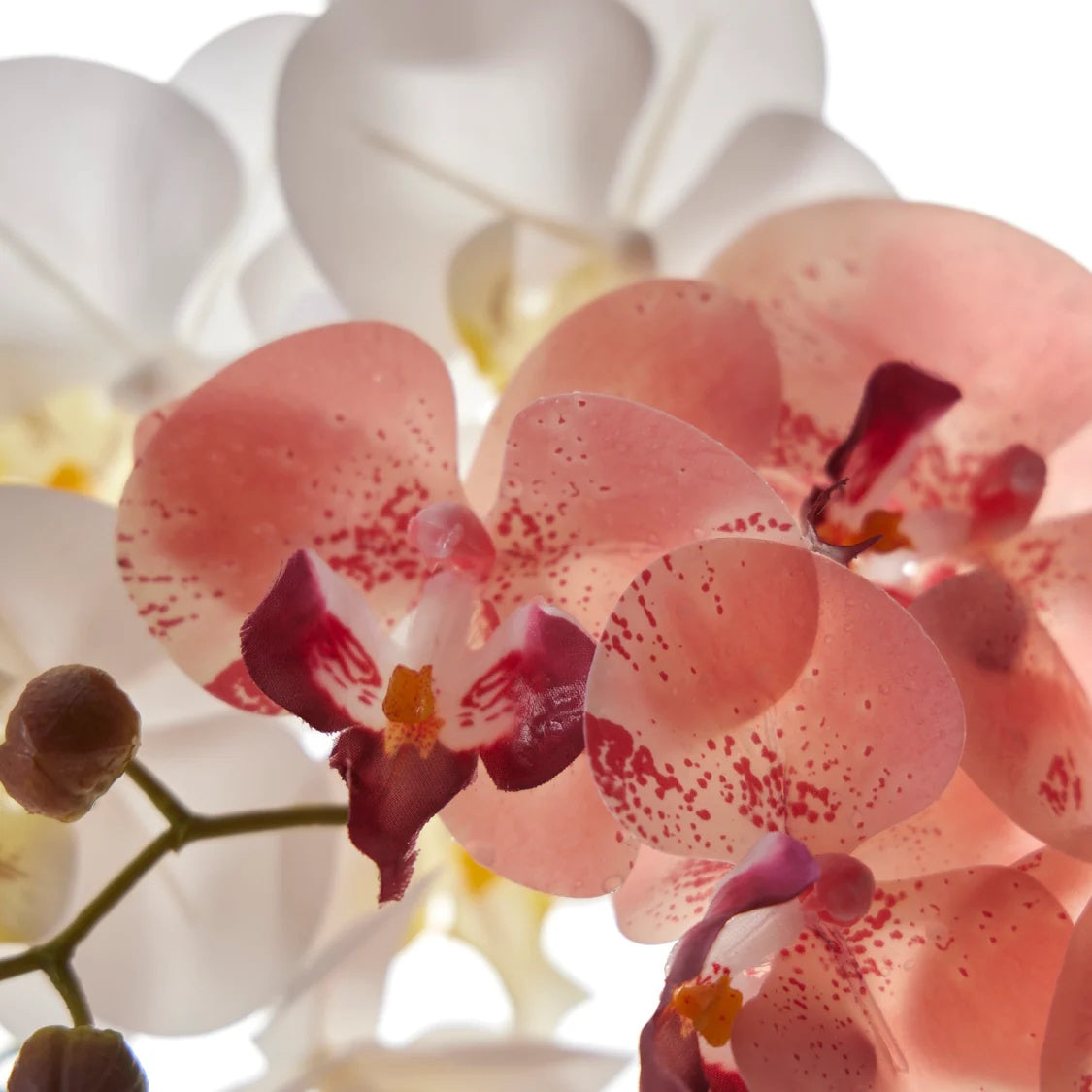 Rogue Phalaenopsis - Glass Vase Pink
