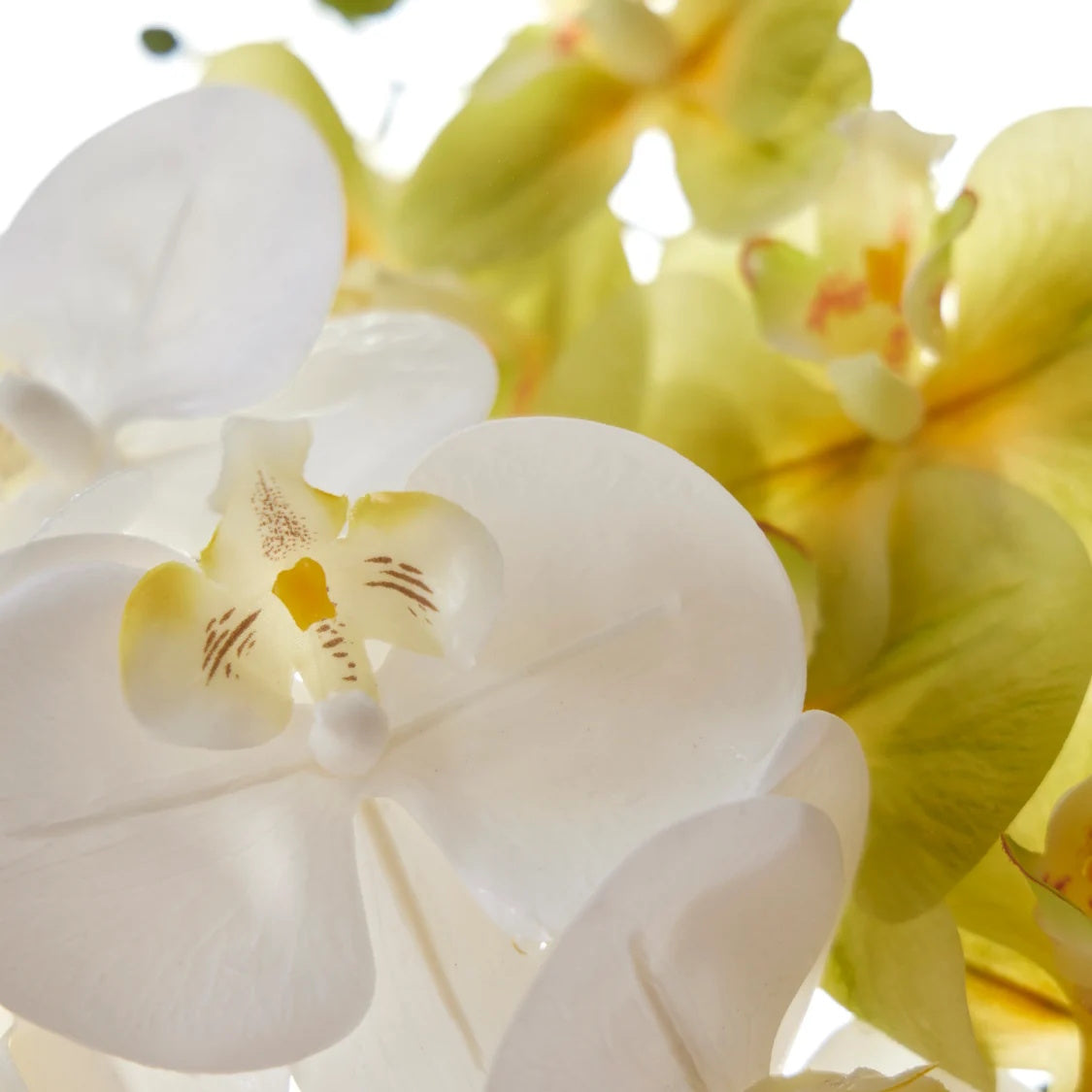 Rogue Phalaenopsis - Glass Vase White