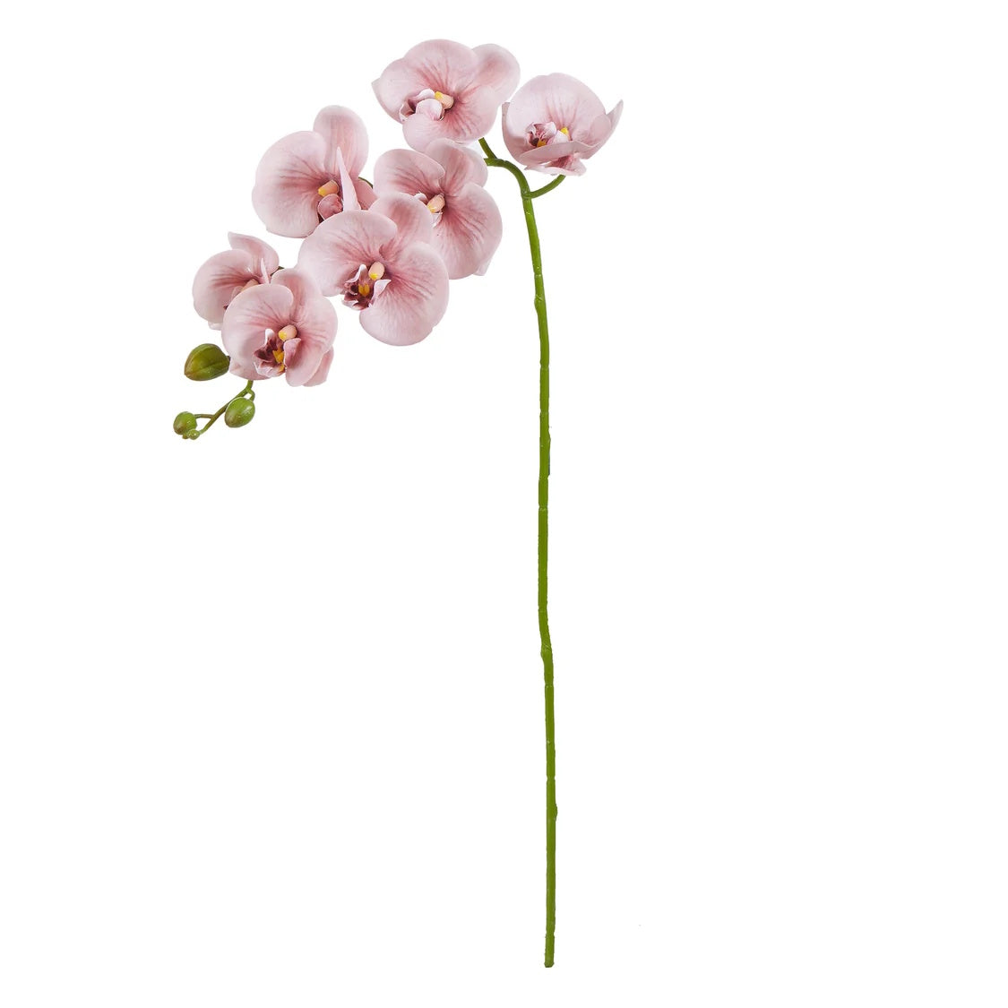 Rogue Phalaenopsis Orchid Pink
