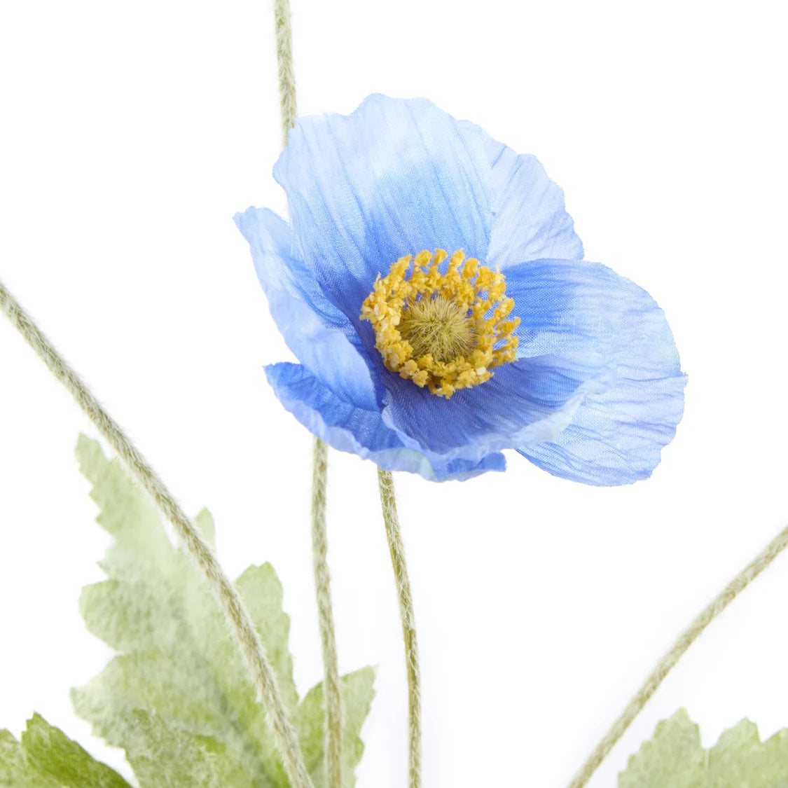 Rogue Poppy Spray Blue