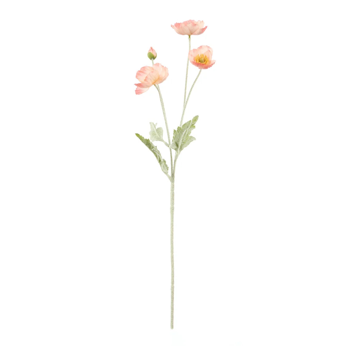 Rogue Poppy Spray Coral