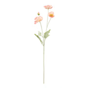 Rogue Poppy Spray Coral